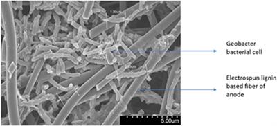 Low-Cost Single Chamber MFC Integrated With Novel Lignin-Based Carbon Fiber Felt Bioanode for Treatment of Recalcitrant Azo Dye